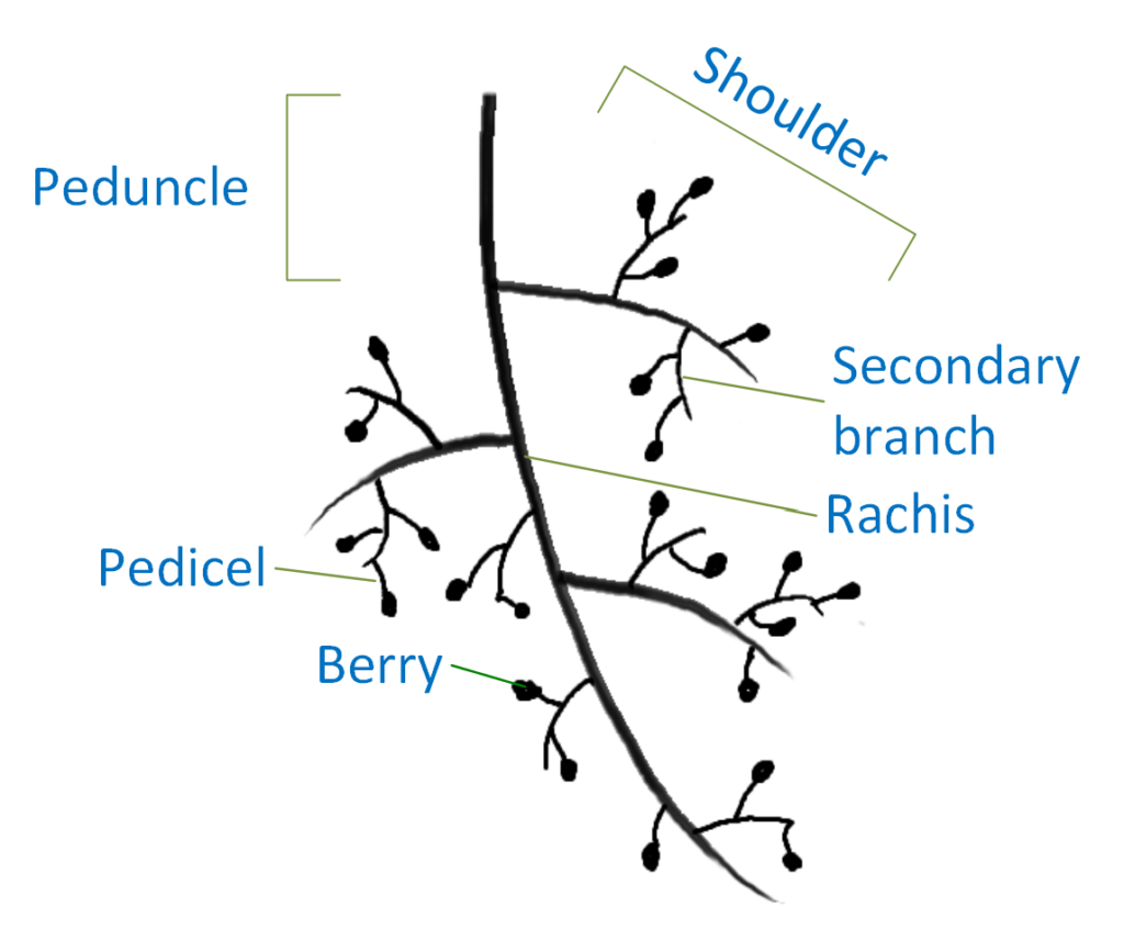 Structure of grape cluster