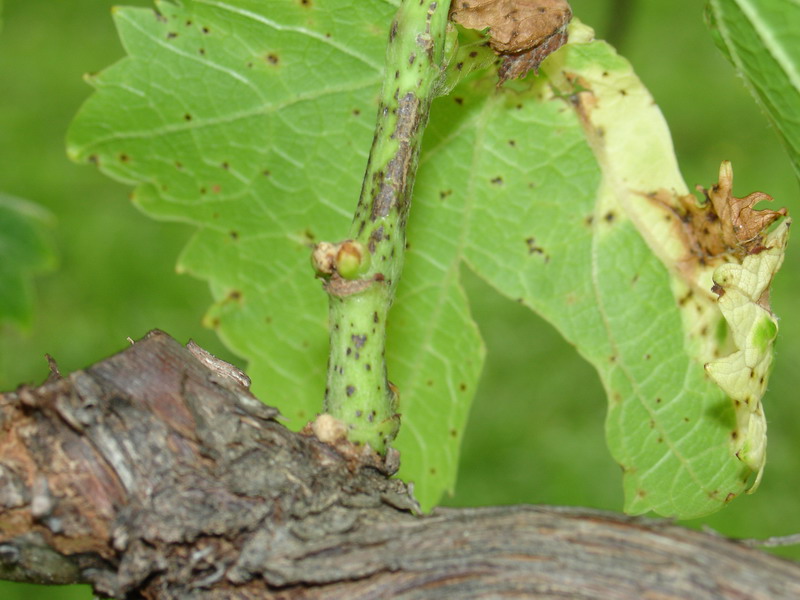 Phomopsis-cane-leaf-spot_1