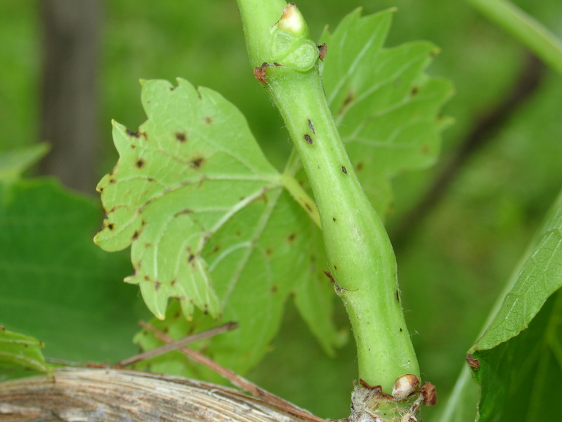 Phomopsis-cane-leaf-spot_2