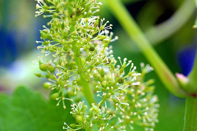 grapevine-in-bloom