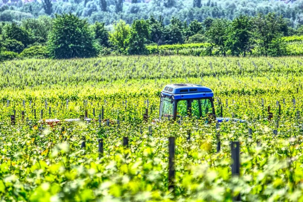 tractor-vineyard-fertilization