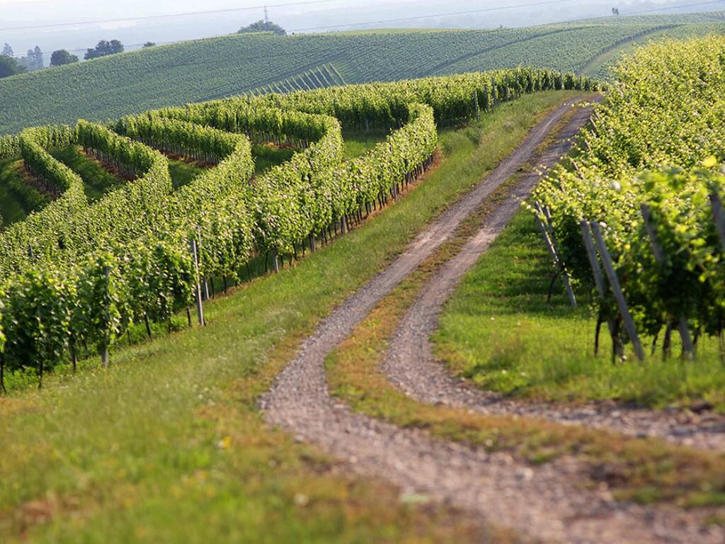 Case study of vineyard management optimization