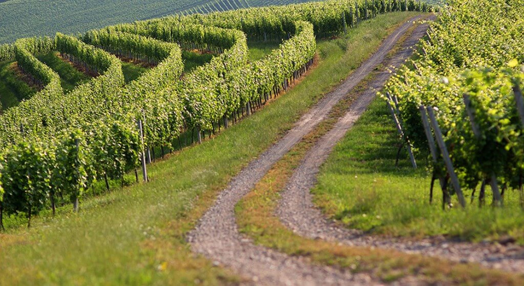 Case study of vineyard management optimization