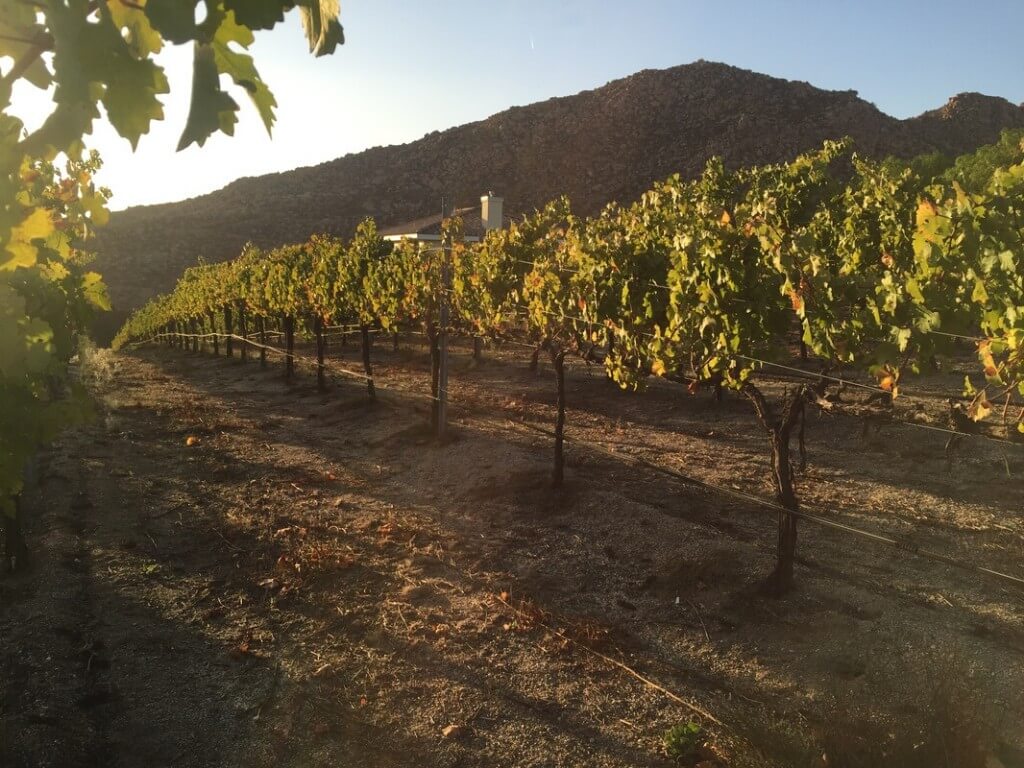 Case study of the precision vineyard irrigation