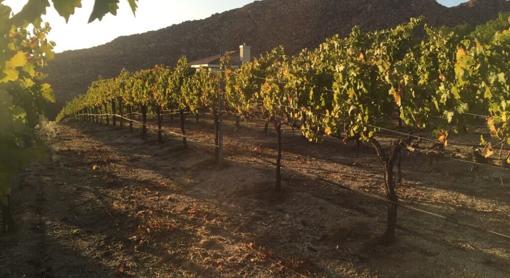 Case study of the precision vineyard irrigation