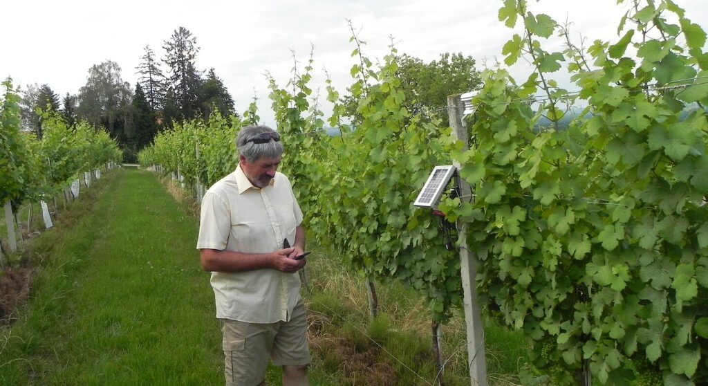 Case study on vineyard decision making