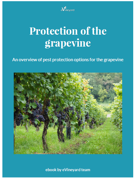Protection of the grapevines